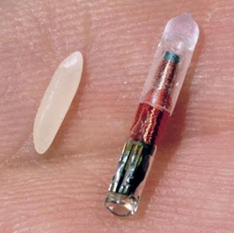 Microchip_rfid_rice